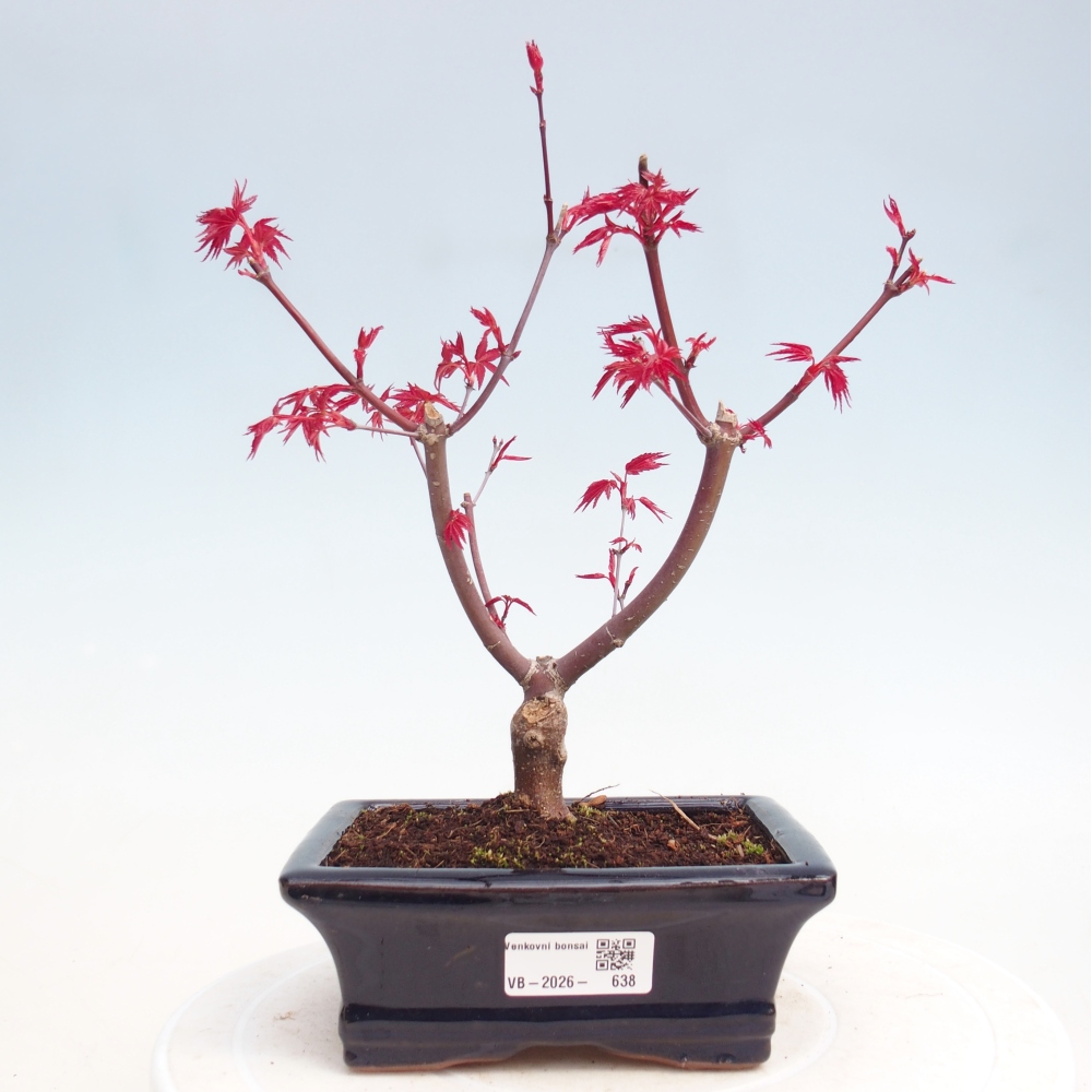 Bonsai da esterno - Acer palmatum DESHOJO
