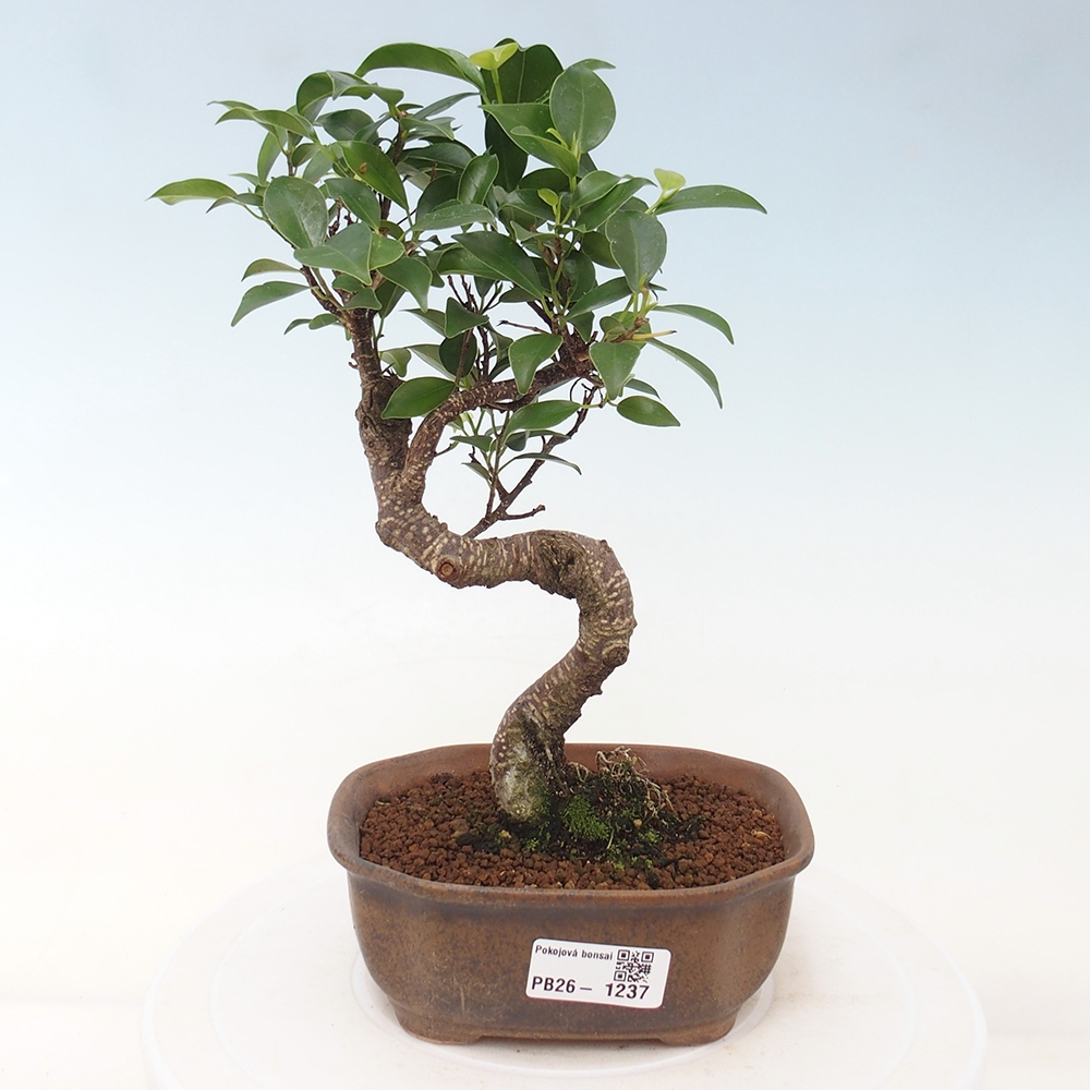 Camera bonsai - Ficus retusa - ficus a foglie piccole