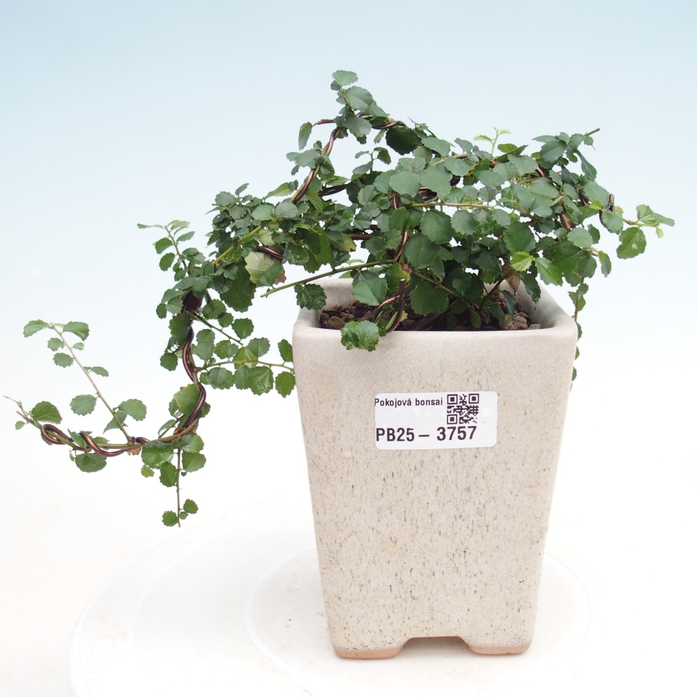 Camera bonsai - Grewia sp. - Grewia malafolia