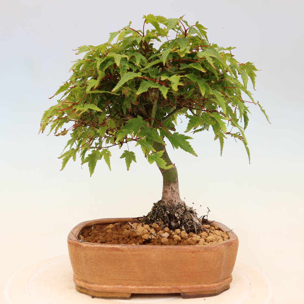 Acer palmatum KIOHIME - Acero palmato