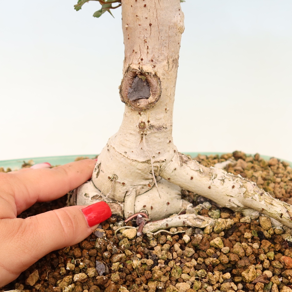 Bonsai da interno - Hibiscus tiliaceus - Ibisco marino