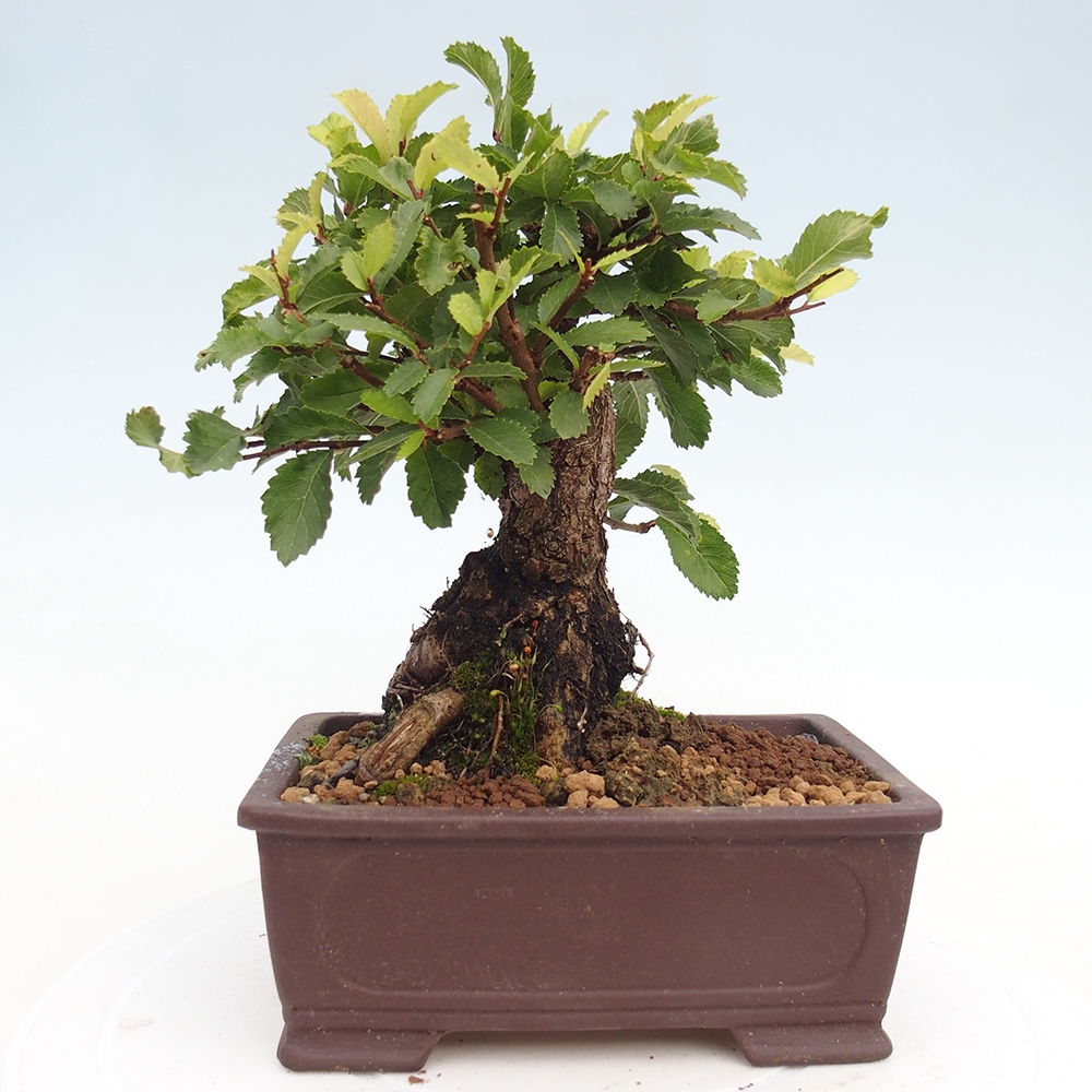 Bonsai da esterno - Zelkova - Zelkova NIRE
