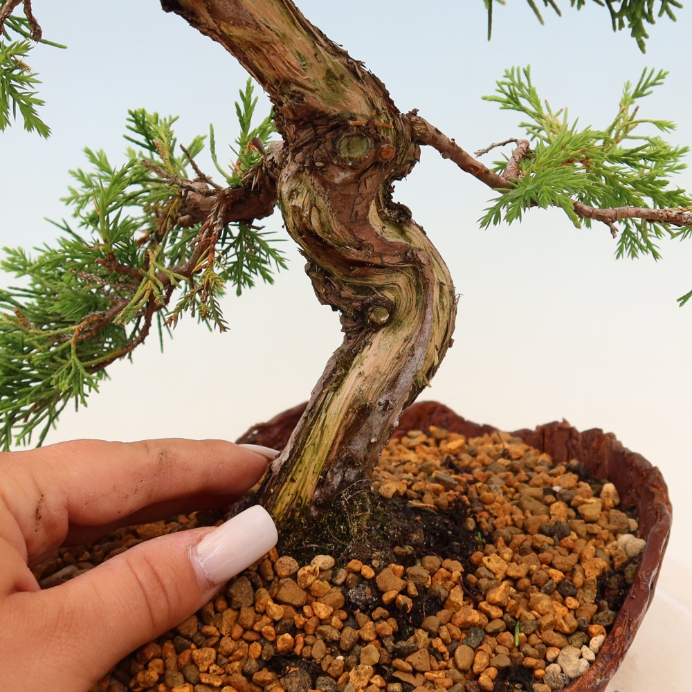 Bonsai da esterno - Juniperus chinensis Itoigawa