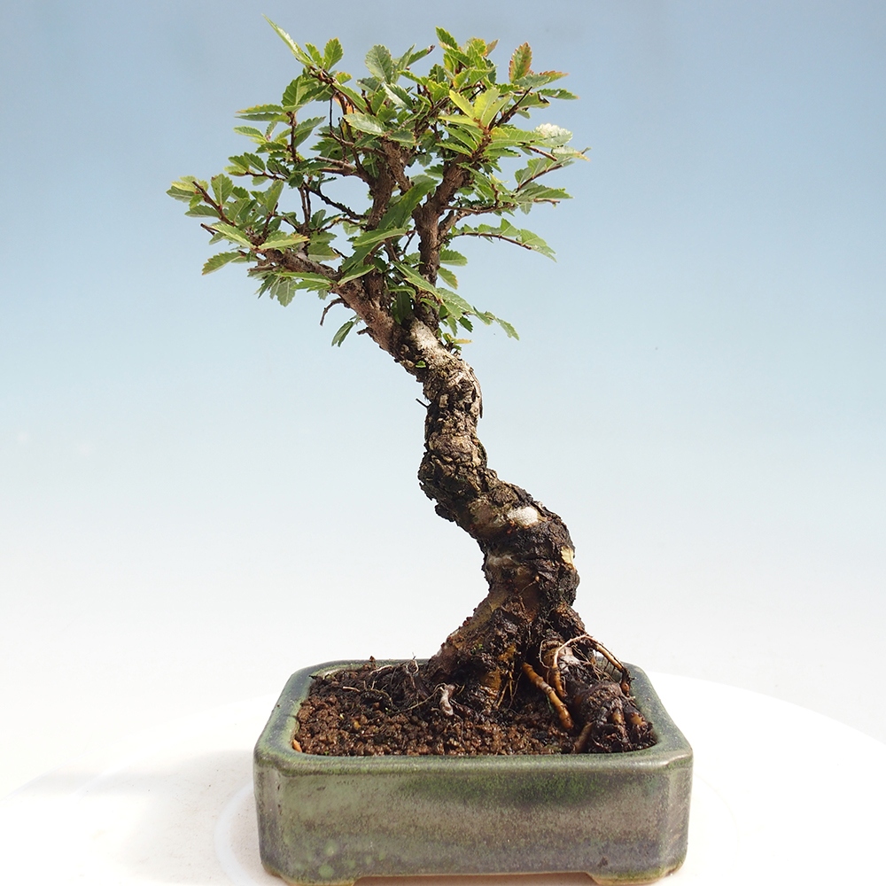 Bonsai da esterno - Zelkova - Zelkova NIRE