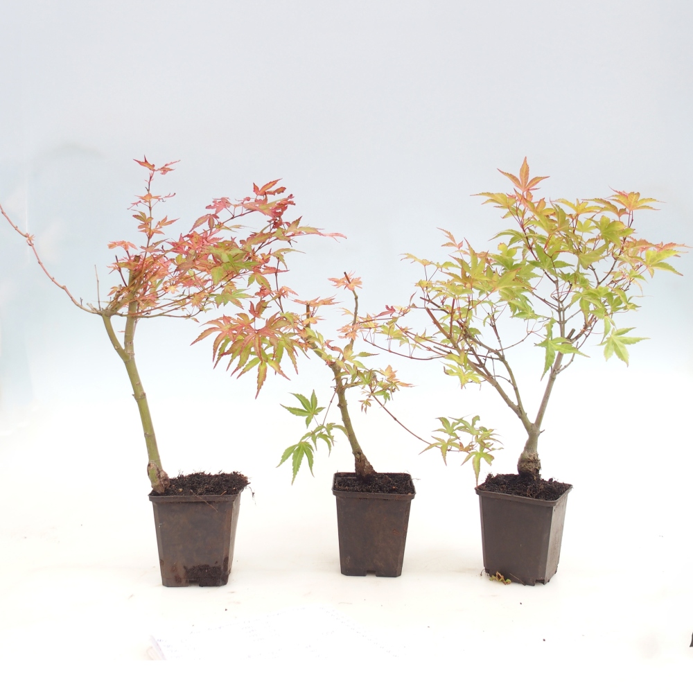 Bonsai da esterno - Acer palmatum Beni Tsukasa in contenitore