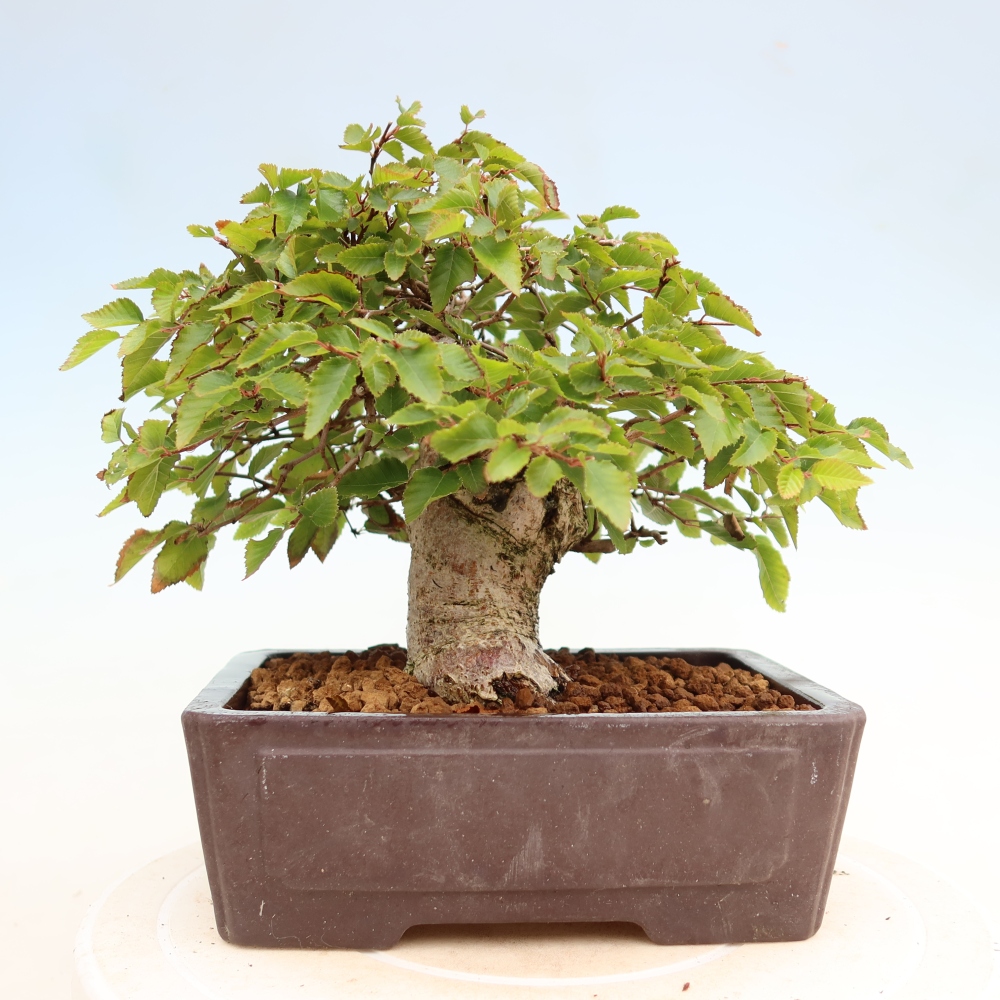 Bonsai da esterno -Carpinus Coreana - Carpino coreano