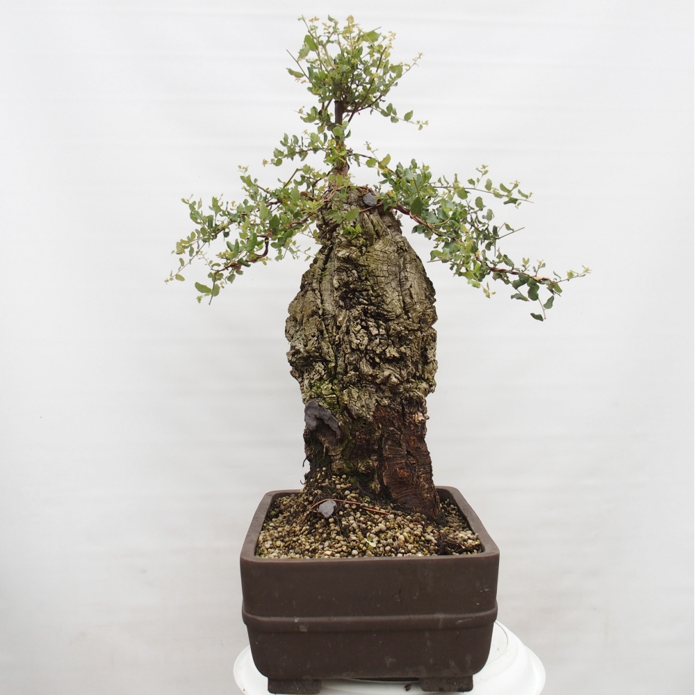 bonsai da esterno Quercus suber - Quercia da sughero