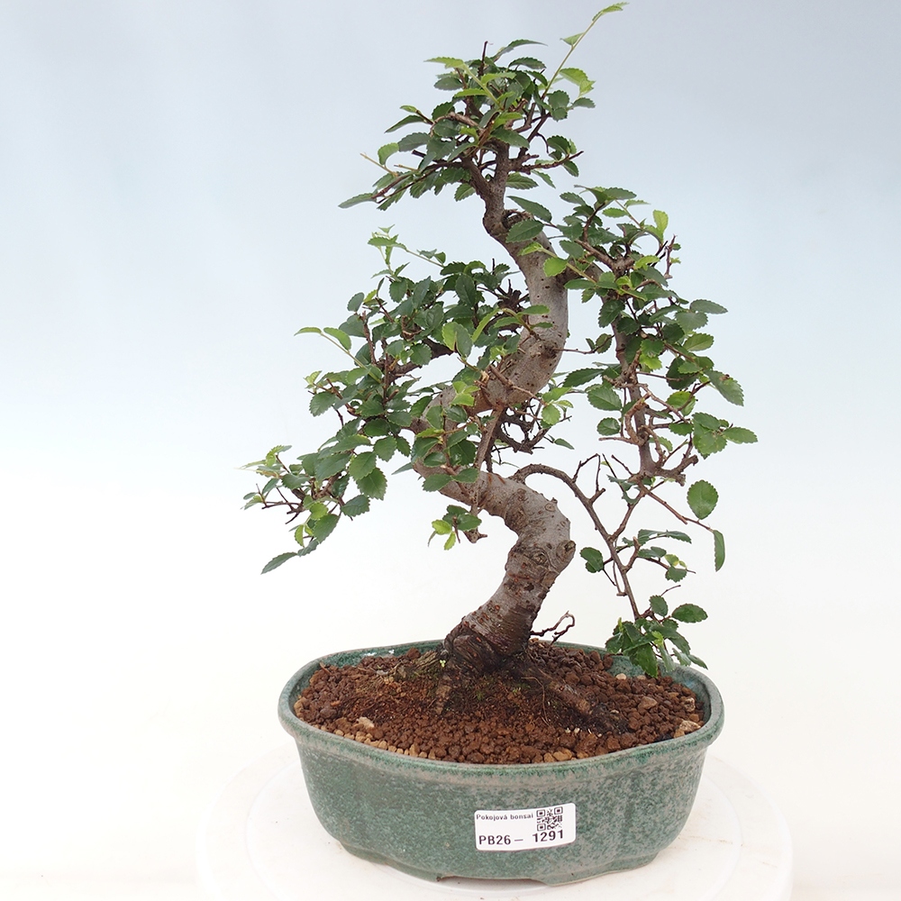Camera bonsai - Ulmus parvifolia - Olmo a foglie piccole