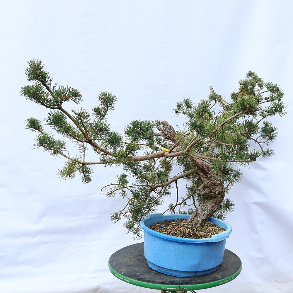 Pinus sylvestris Spagna - pino silvestre