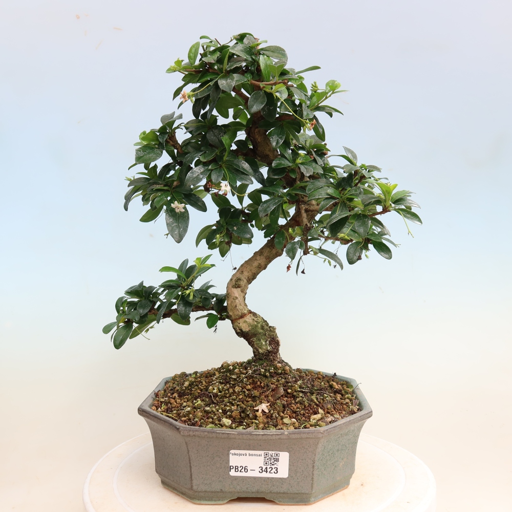 Camera bonsai - Carmona macrophylla - Tea fuki