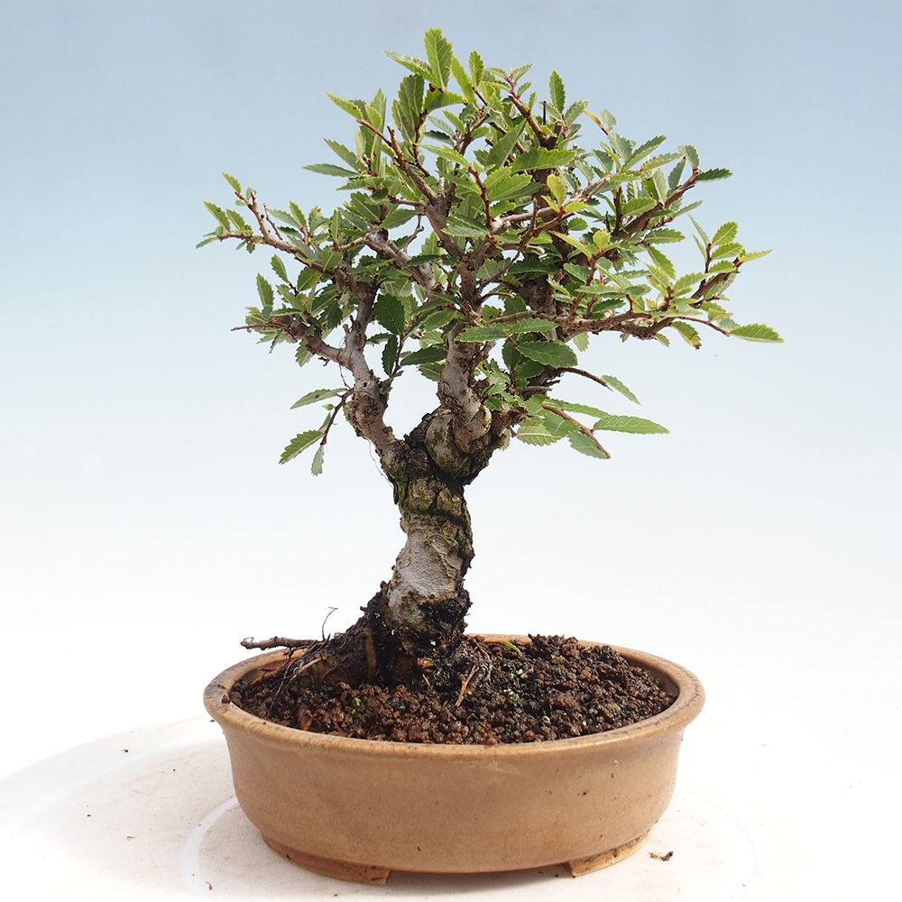 Bonsai da esterno - Zelkova - Zelkova NIRE