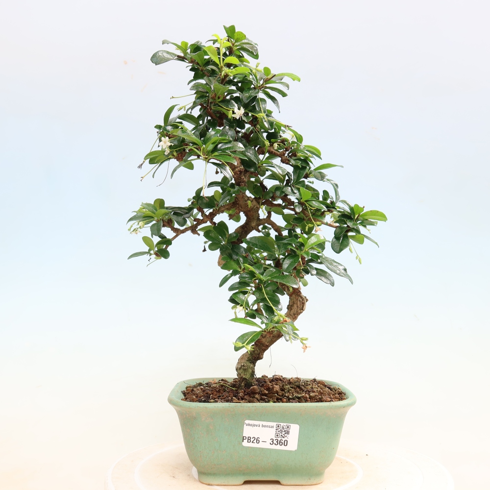 Camera bonsai - Carmona macrophylla - Tea fuki