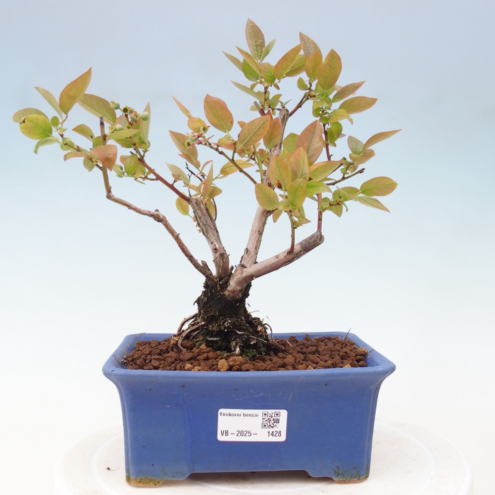Bonsai da esterno - Mirtillo canadese - Vaccinium corymbosum