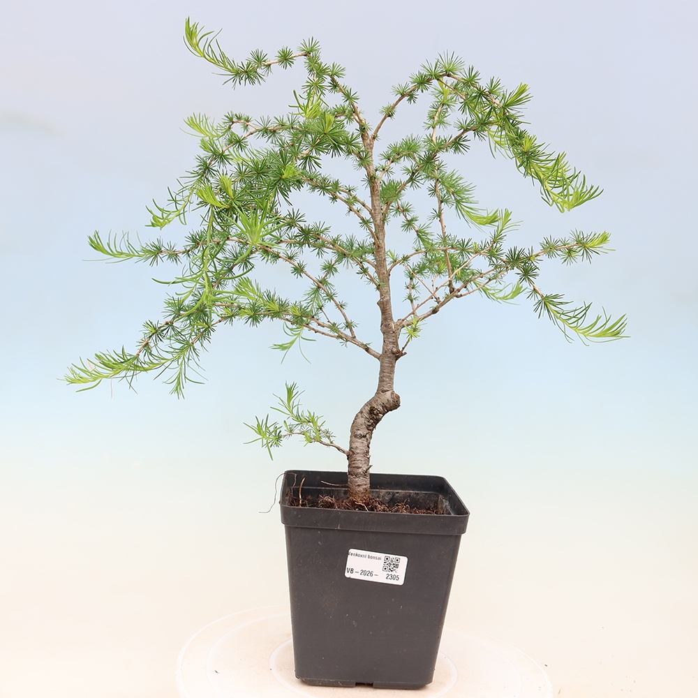 Bonsai da esterno -Larix decidua - Larice