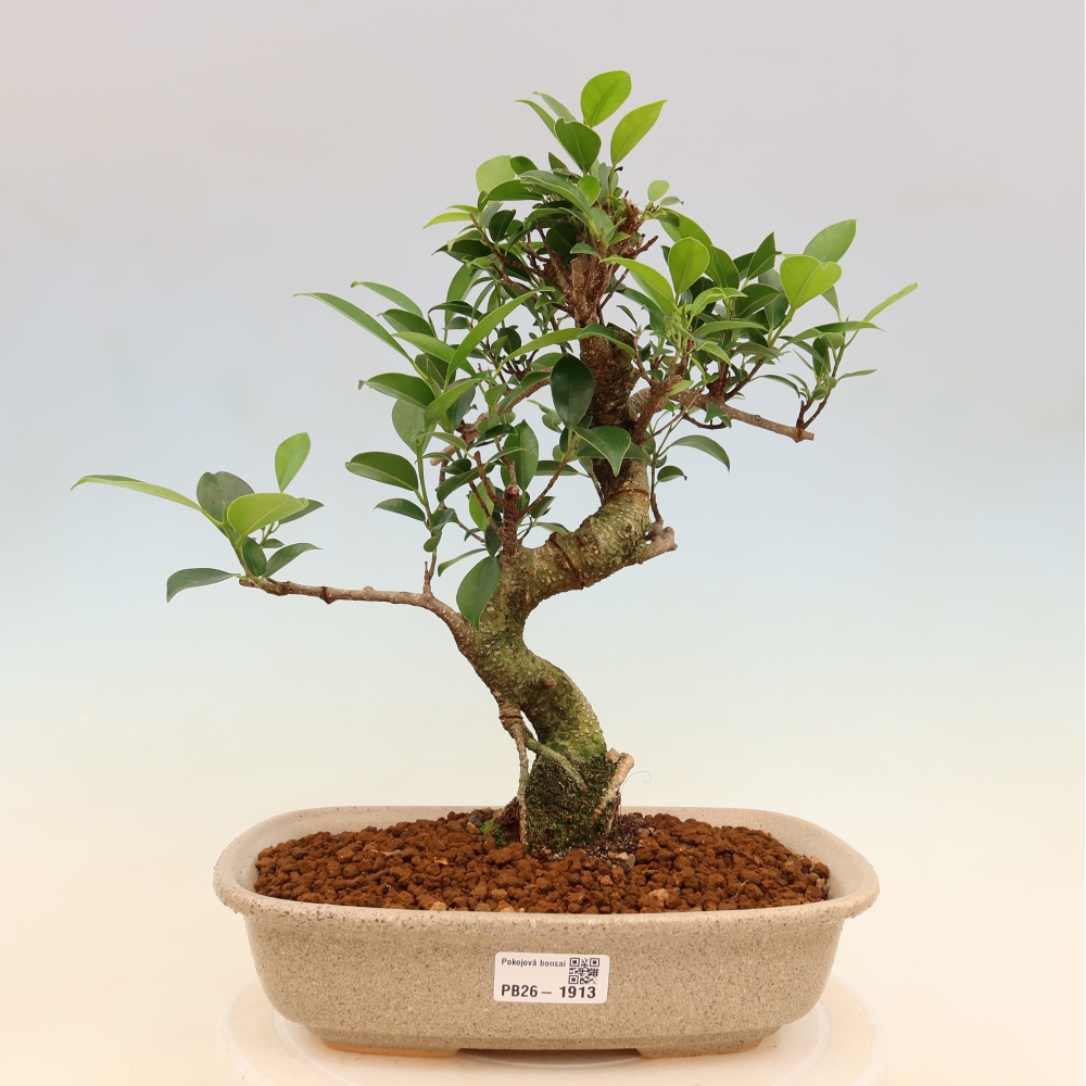 Camera bonsai - Ficus kimmen - ficus a foglie piccole