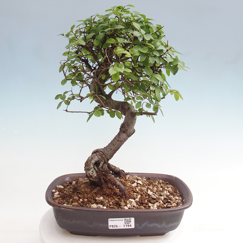 Camera bonsai - Ulmus parvifolia - Olmo a foglie piccole