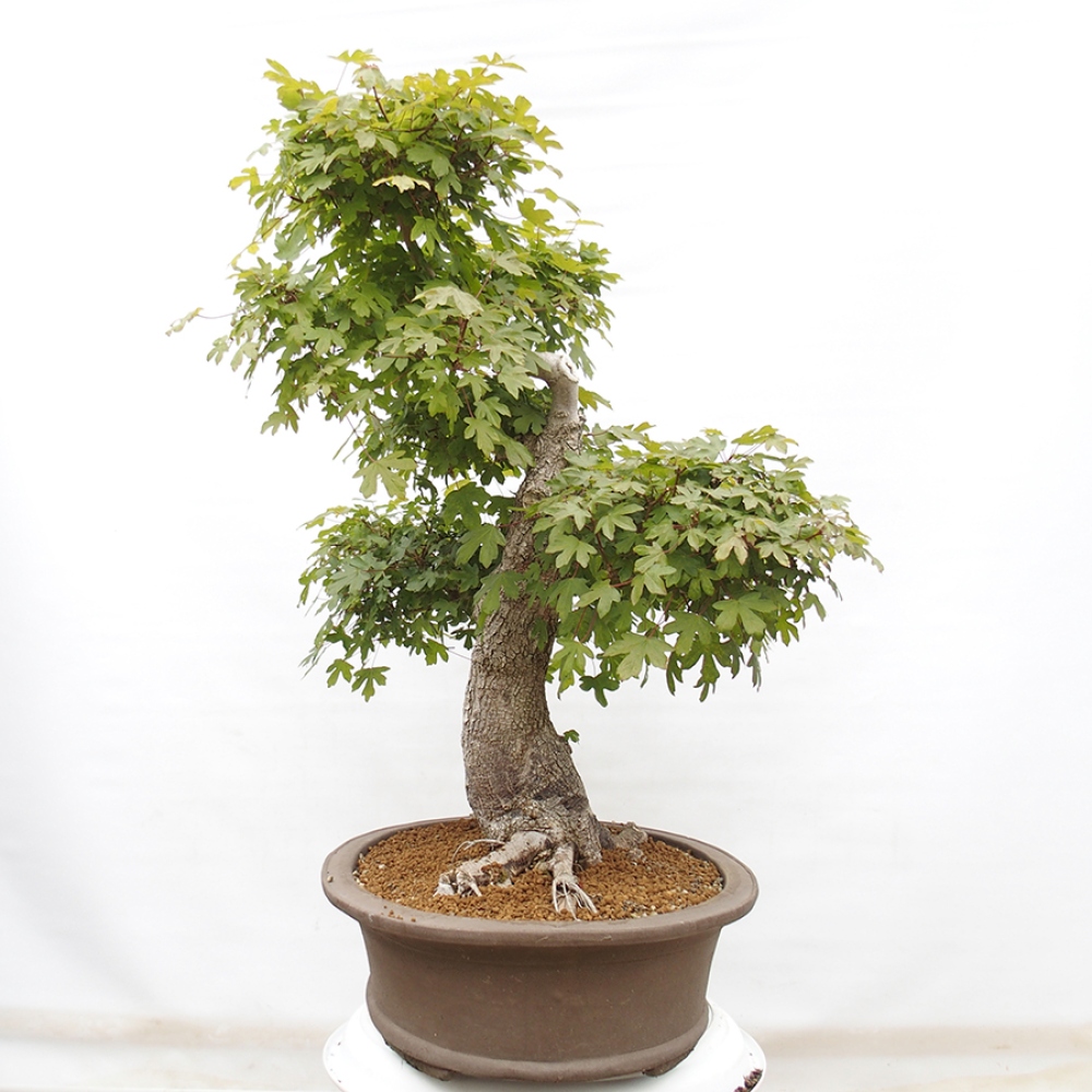 Bonsai da esterno - Acero francese - Acer Nonspessulanum