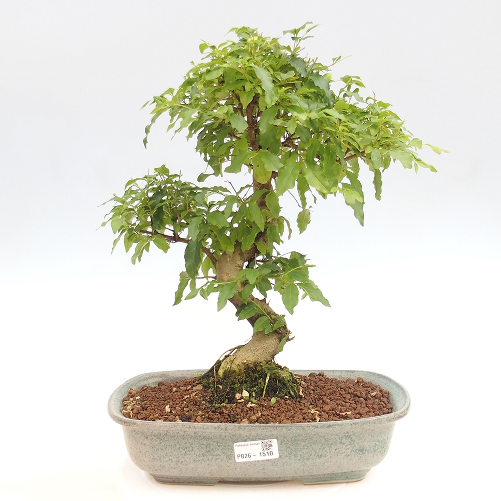 Camera bonsai -Ligustrum chinensis - Becco d'uccello
