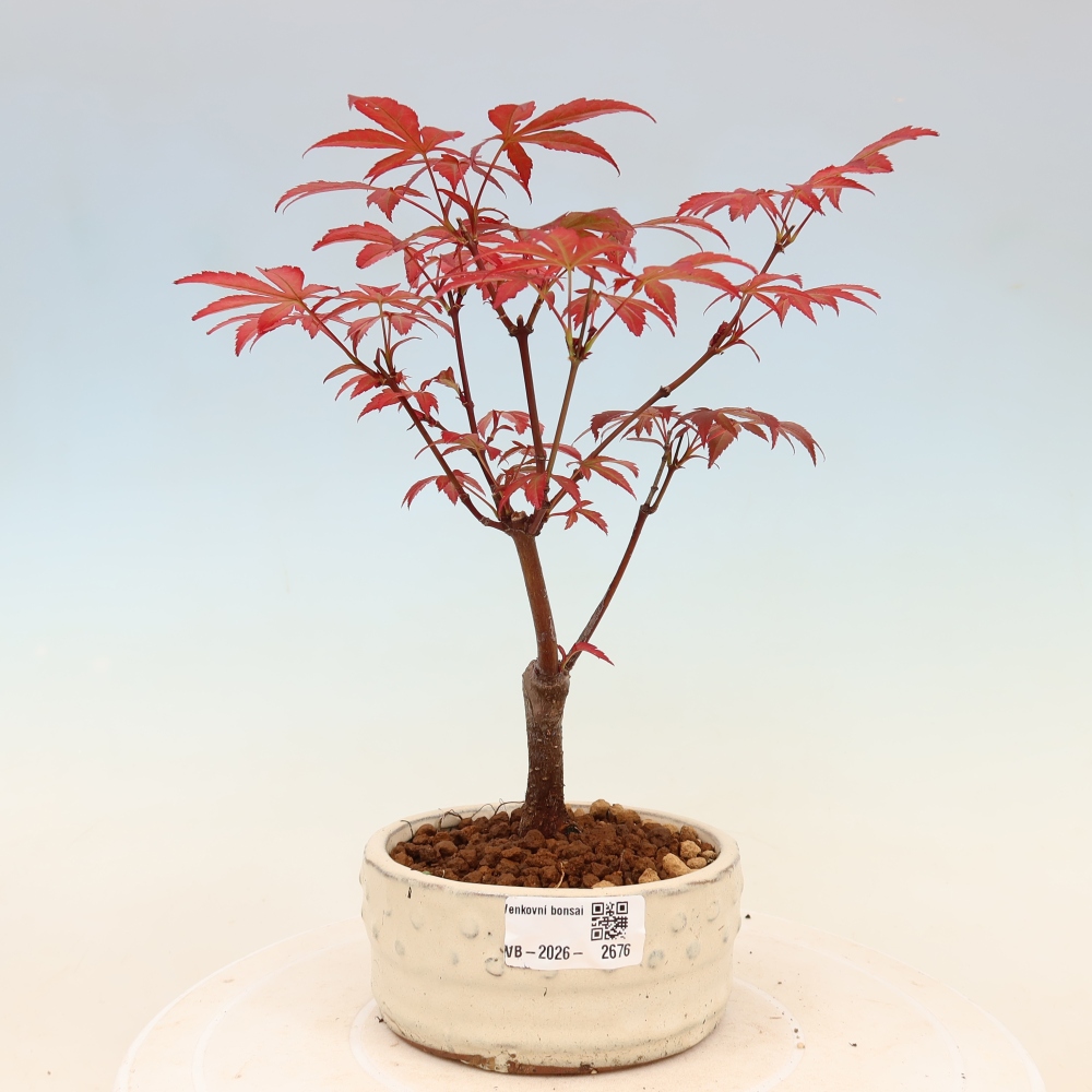 Bonsai da esterno - Palma Acer. Atropurpureum-Javor palmate