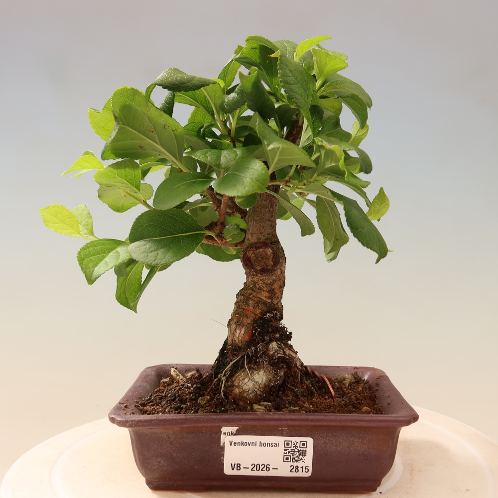 Bonsai da esterno - Celastrus orbiculatus