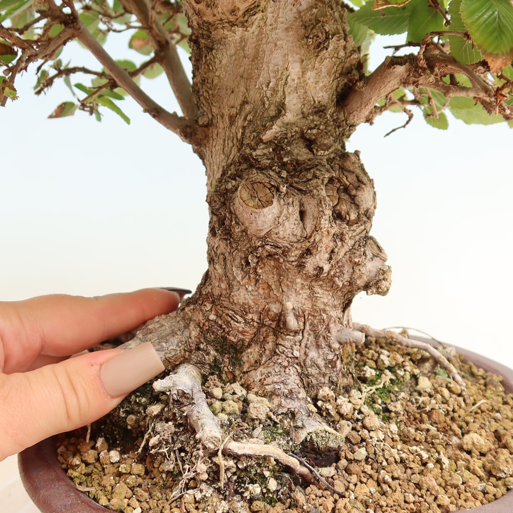 Bonsai da esterno -Carpinus CARPINOIDES - Carpino coreano