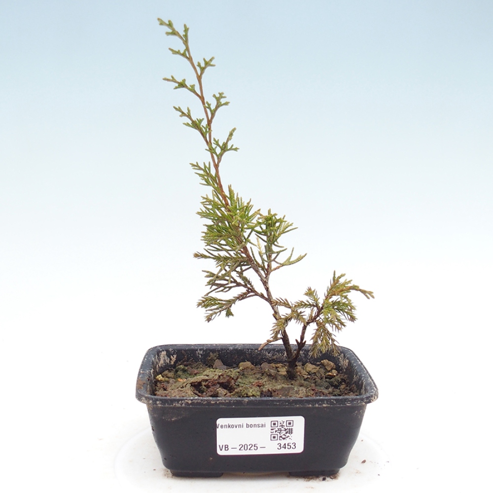 Bonsai da esterno - Juniperus chinensis Itoigawa