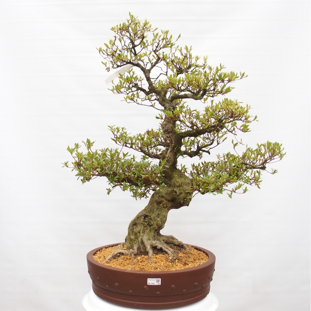 Bonsai da esterno - Azalea giapponese - Azalea Kotobukietsu