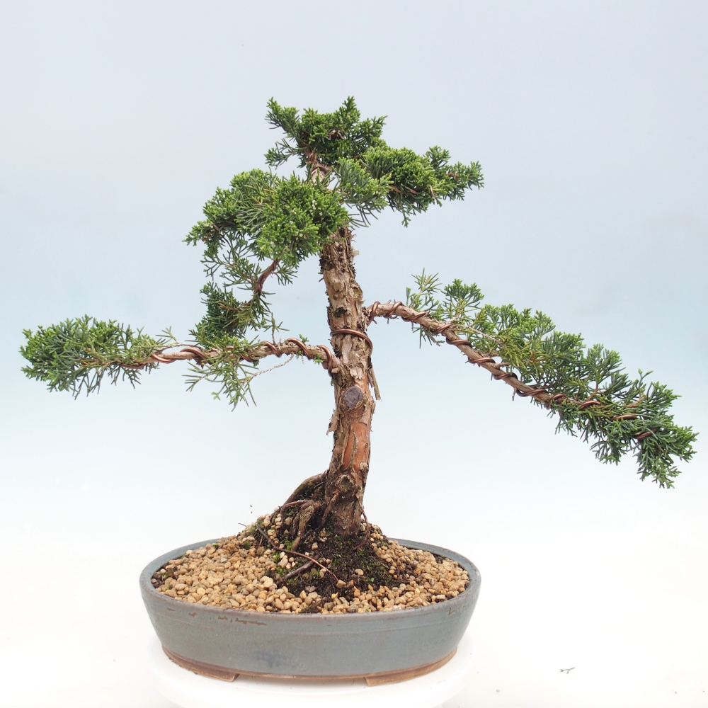 Bonsai da esterno - Juniperus chinensis Kishu