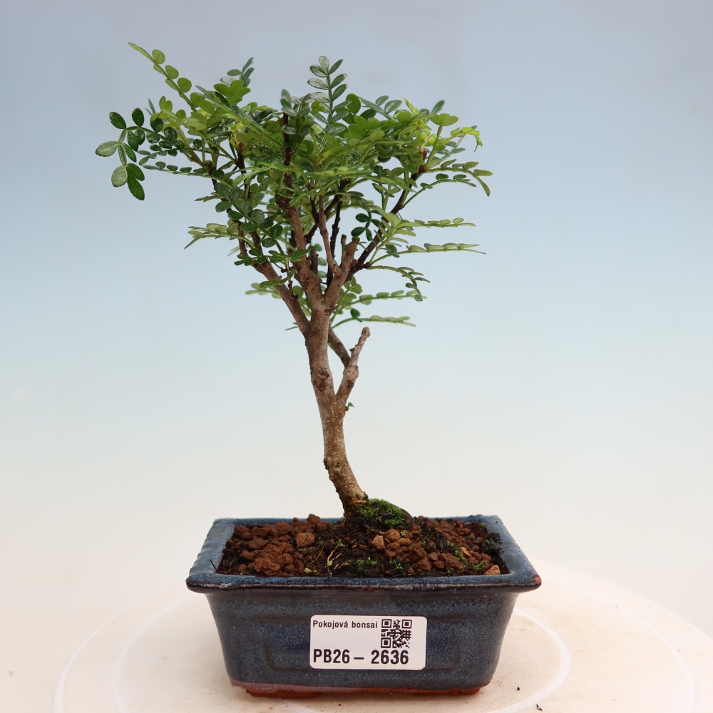 Camera bonsai - Zantoxylum piperitum - albero del pepe