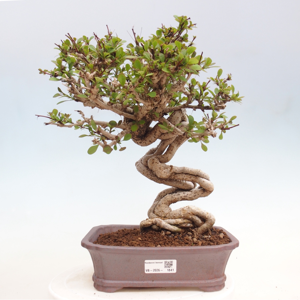 Bonsai da esterno - Berberis coreana