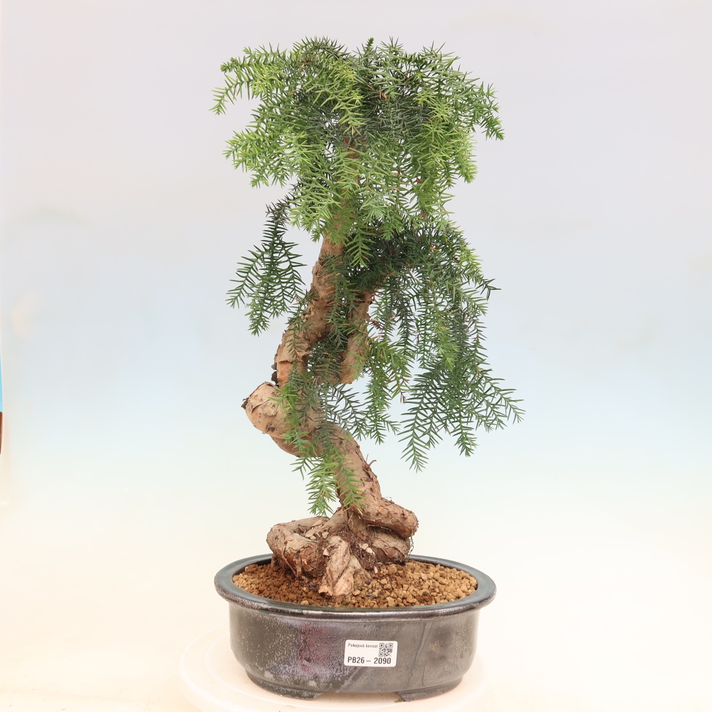 Bonsai da camera - Araucaria - Abete da camera