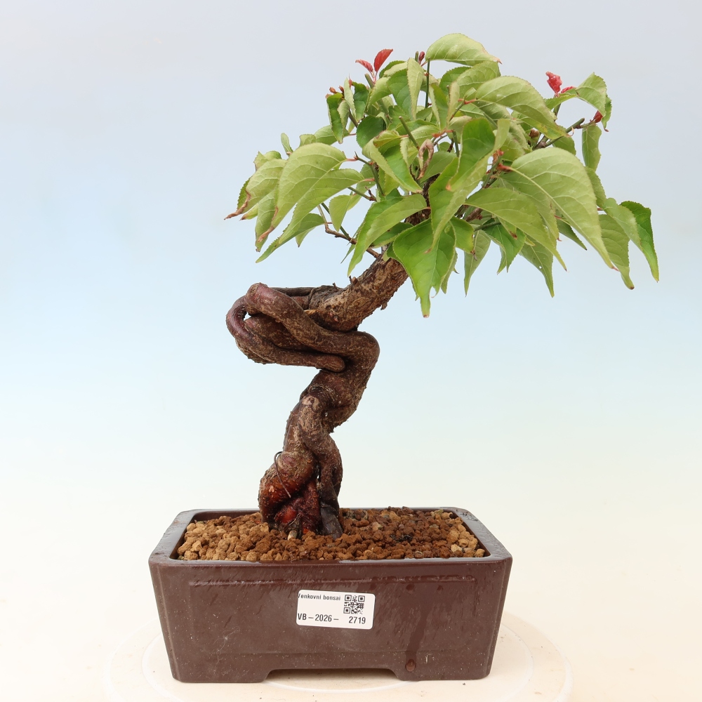 Bonsai da esterno - Albicocco giapponese - Prunus Mume