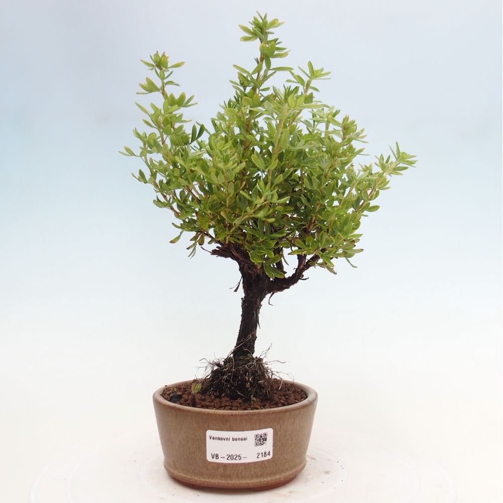 Bonsai da esterno - Potentila fruticosa yellow Bird
