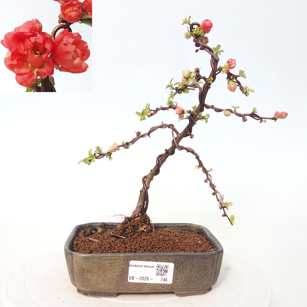 Bonsai da esterno - Chaneomeles s. Red Joy - Cotogno
