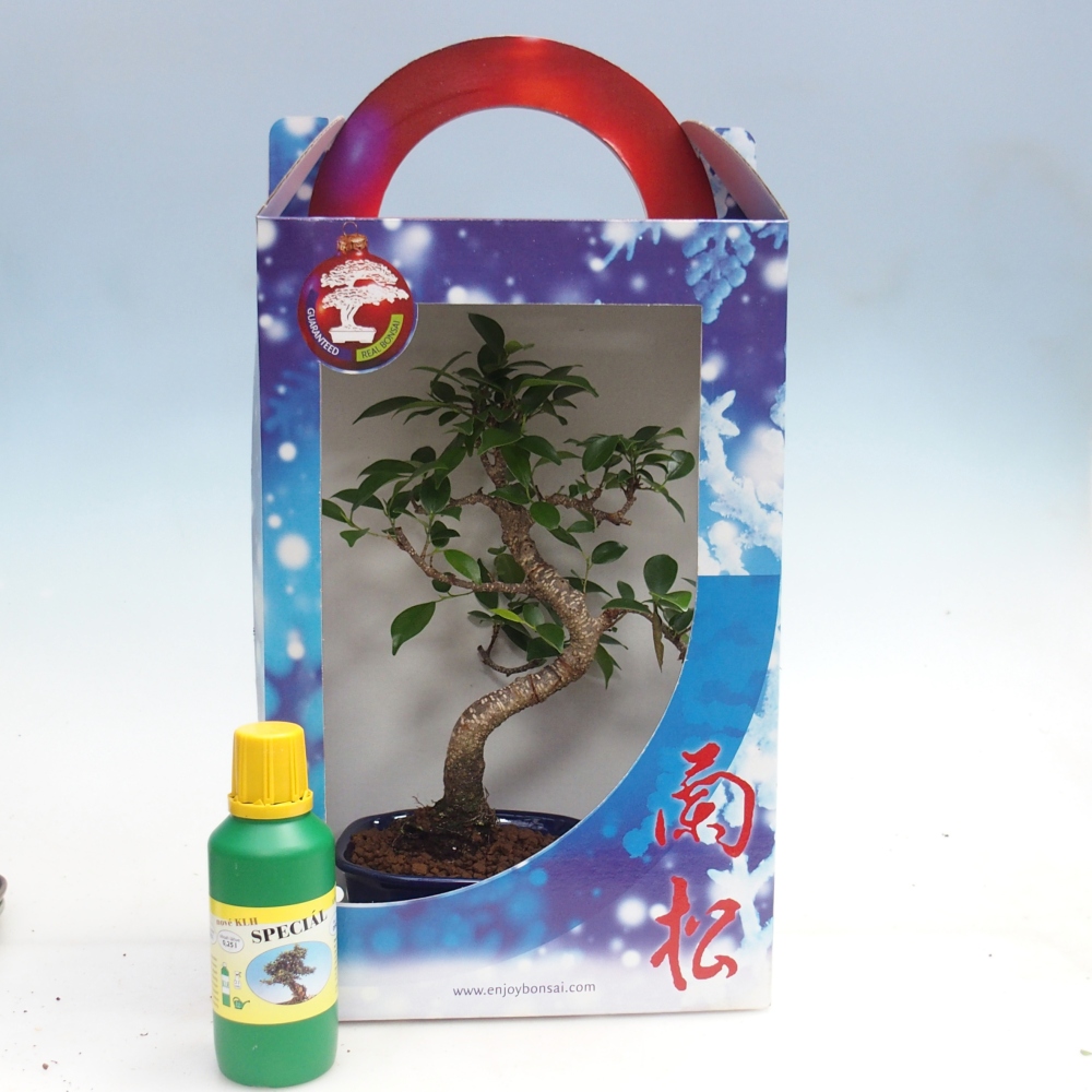 Bonsai da camera in confezione regalo Ficus retusa - Ficus a foglie piccole