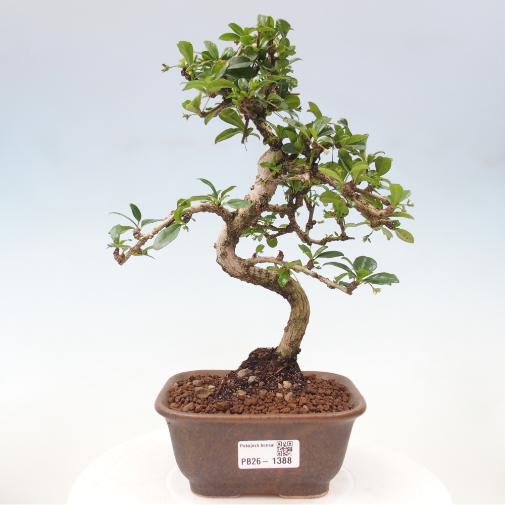 Camera bonsai - Carmona macrophylla - Tea fuki