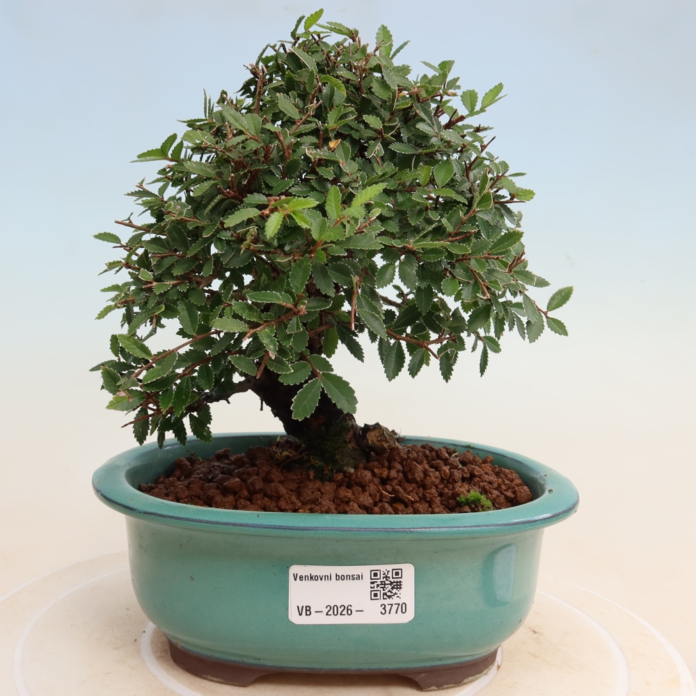 Bonsai da esterno - Zelkova - Zelkova NIRE