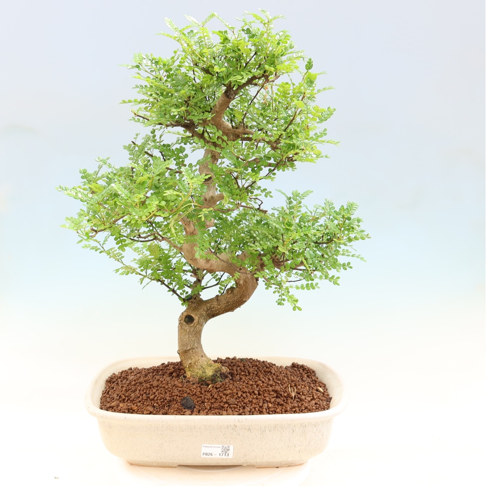Camera bonsai - Zantoxylum piperitum - albero del pepe