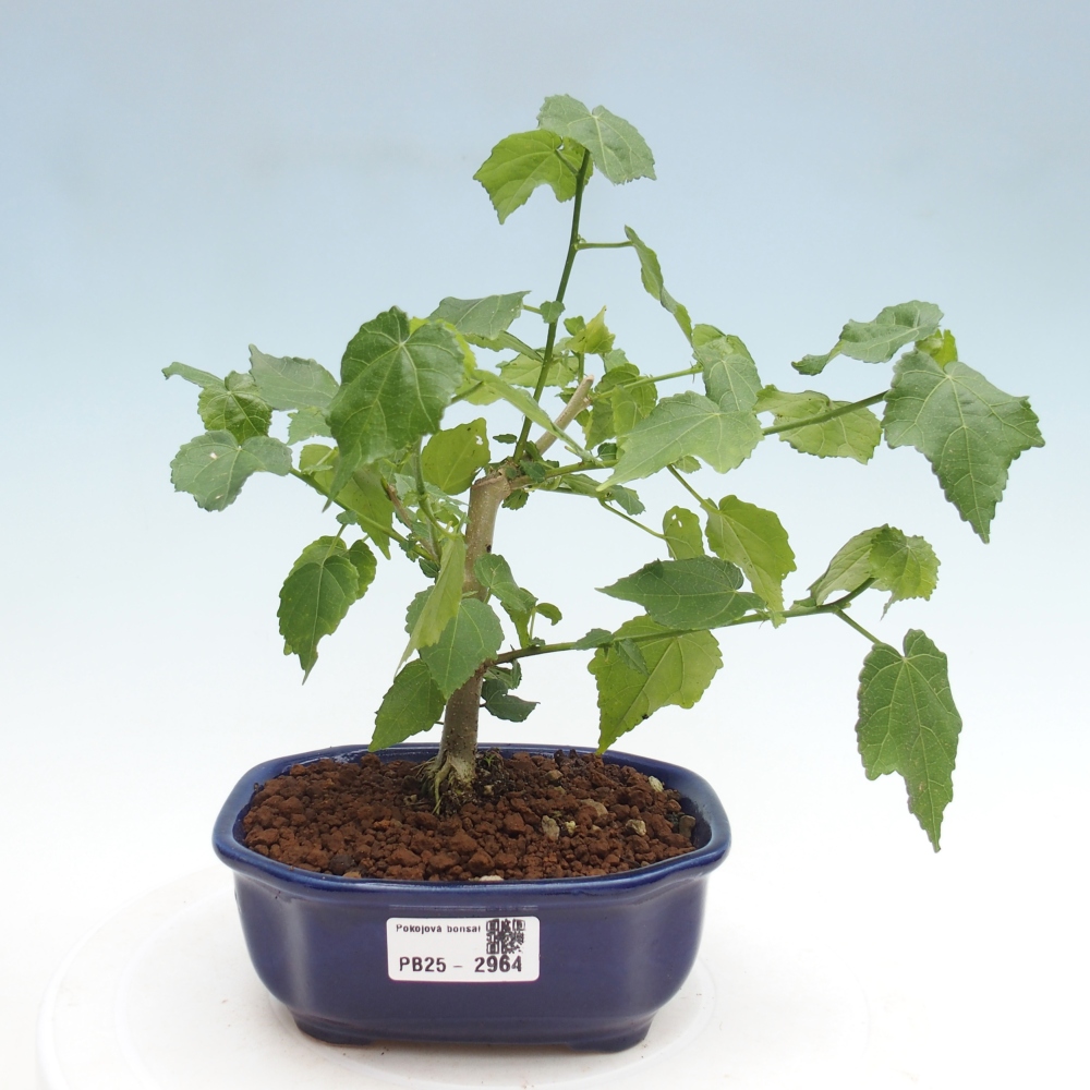 Bonsai da interno - Malvaviscus arboreus