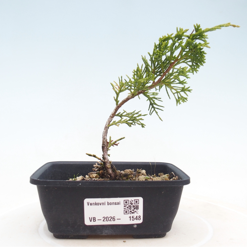 Bonsai da esterno - Juniperus chinensis Itoigawa