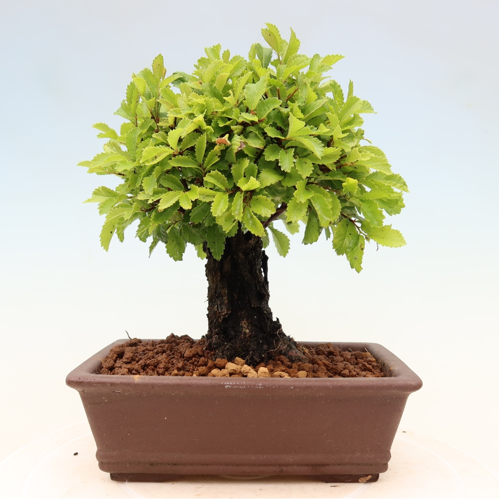 Bonsai da esterno - Zelkova - Zelkova NIRE