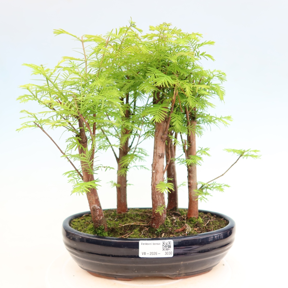 Bonsai da esterno - Metasequoia glyptostroboides - Metasequoia cinese - boschetto