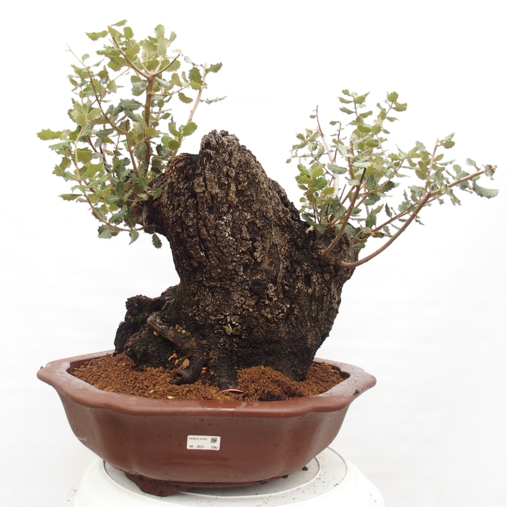Yamadori - Quercus Ilex - Agrifoglio di quercia