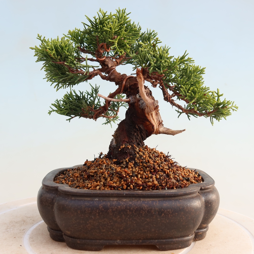 Bonsai da esterno - Juniperus chinensis Itoigawa