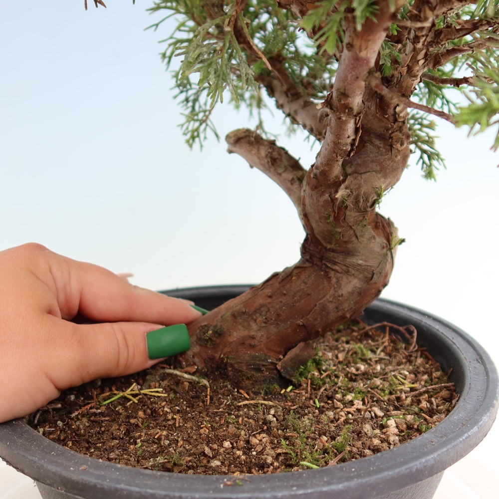 Bonsai da esterno - Juniperus chinensis Itoigawa-Juniperus chinensis