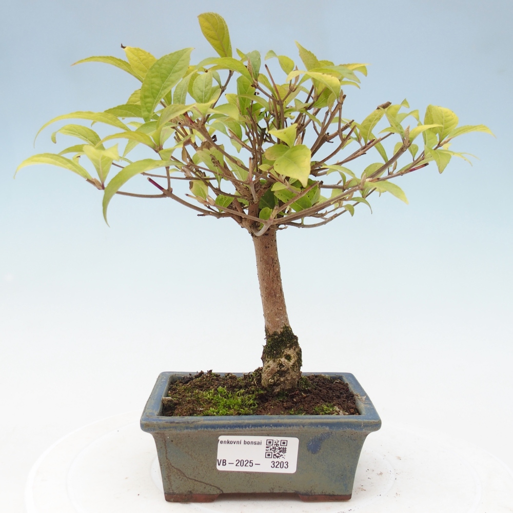 Bonsai da esterno - Callicarpa japonica