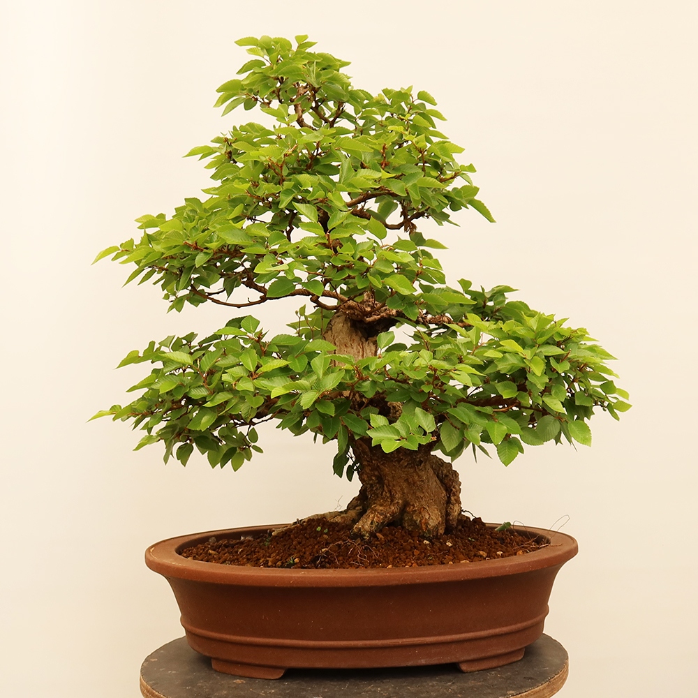 Bonsai da esterno -Carpinus Coreana - Carpino coreano