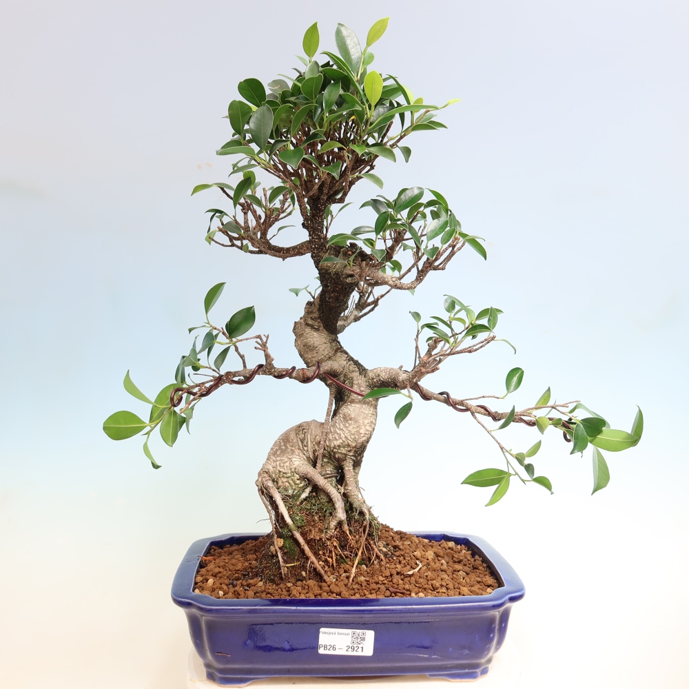 Camera bonsai - Ficus kimmen - ficus a foglie piccole