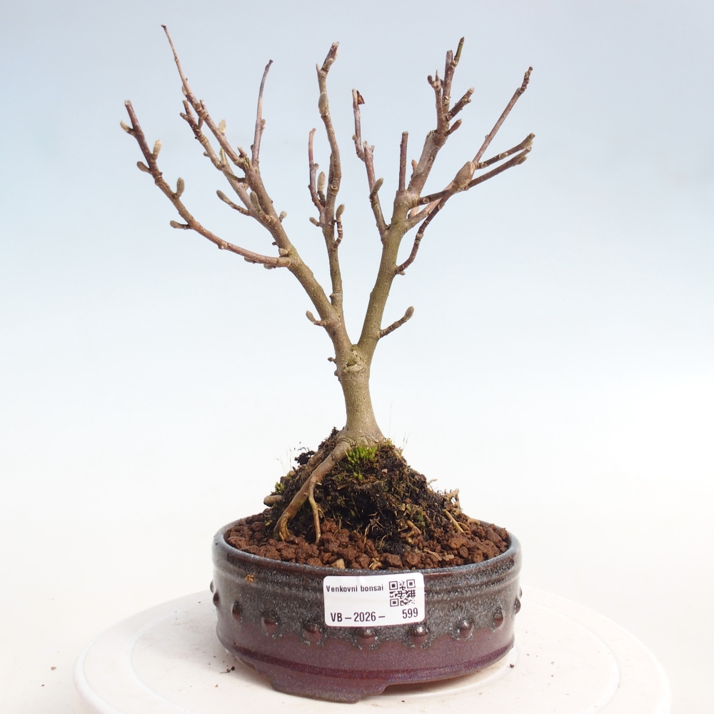 Bonsai da esterno - Magnolia stellata