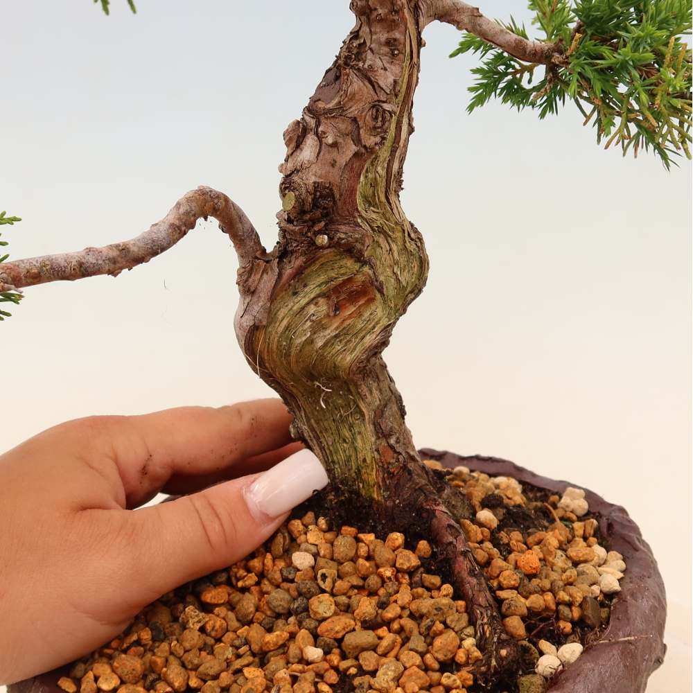 Bonsai da esterno - Juniperus chinensis Itoigawa